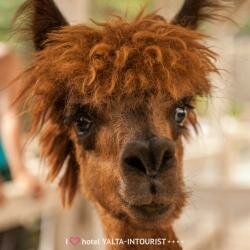 Гостиница Ялта-Интурист Ялта-245