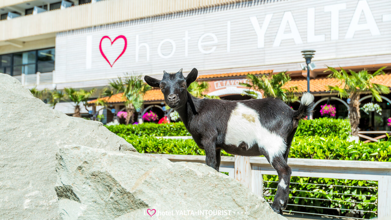 Гостиница Ялта-Интурист Ялта-94