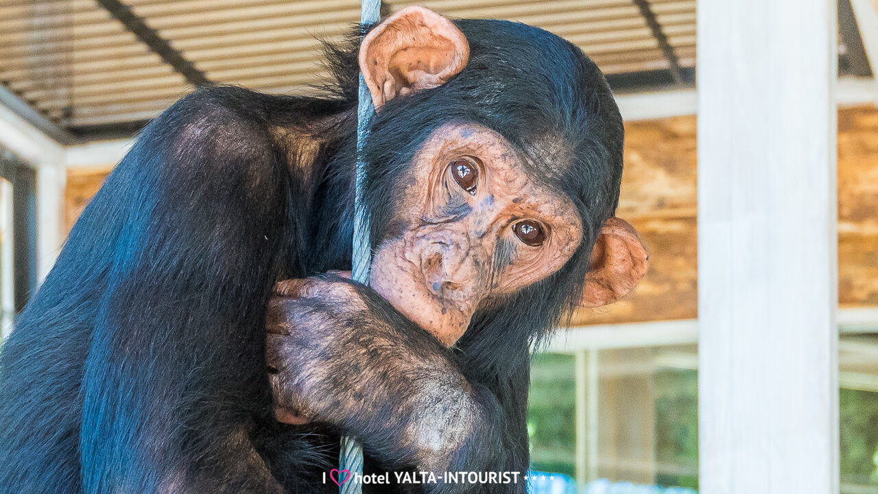 Гостиница Ялта-Интурист Ялта-103