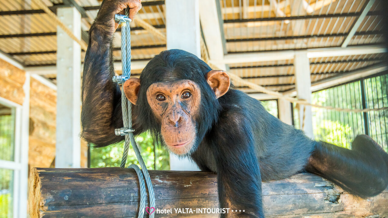 Гостиница Ялта-Интурист Ялта-98