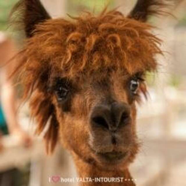 Гостиница Ялта-Интурист Ялта-244