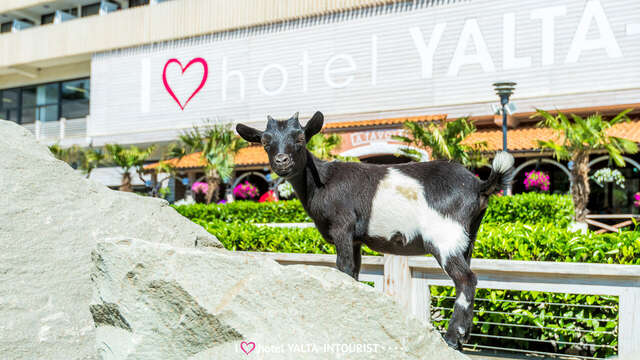 Гостиница Ялта-Интурист Ялта-93